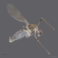 Chironomidae sp. "CL216" • © Maimon Hussin • All Rights Reserved