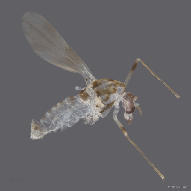 Chironomidae sp. "CL216"