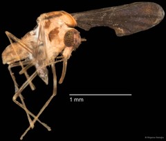 Chironomidae sp. "CL216" • © Bilgenur Baloğlu • All Rights Reserved