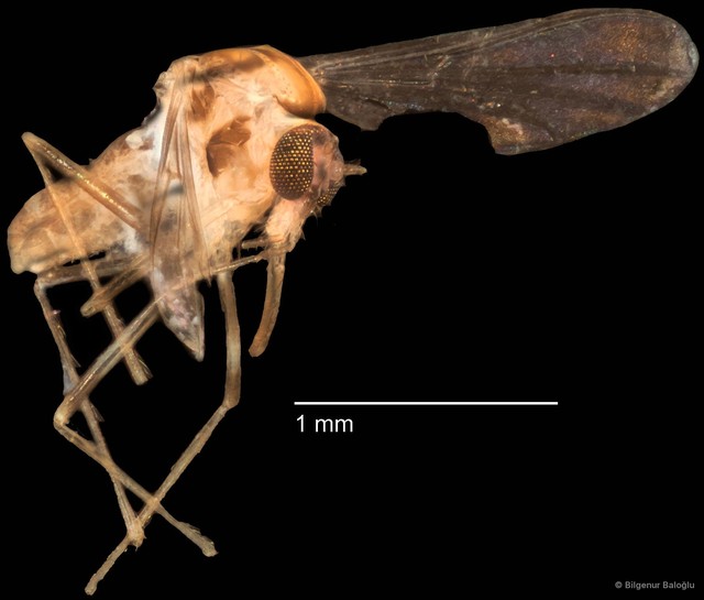 Chironomidae sp. "CL216"