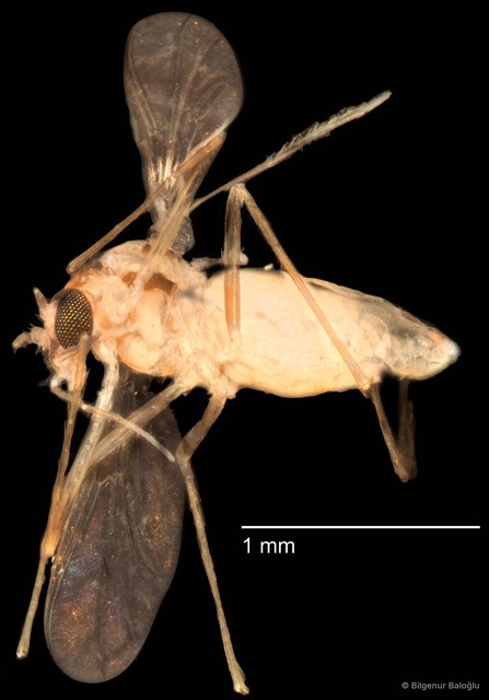 Chironomidae sp. "CL216"