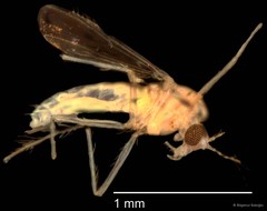 Chironomidae sp. "CL217" • © Bilgenur Baloğlu • All Rights Reserved