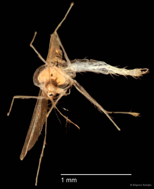 Chironomidae sp. "CL217"