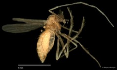 Chironomidae sp. "CL228" • © Bilgenur Baloğlu • All Rights Reserved