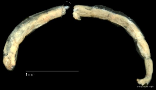 Chironomidae sp. "CL228"