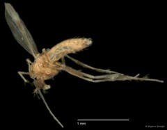 Chironomidae sp. "CL228" • © Bilgenur Baloğlu • All Rights Reserved