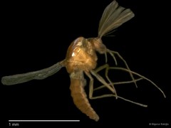Chironomidae sp. "CL229" • © Bilgenur Baloğlu • All Rights Reserved
