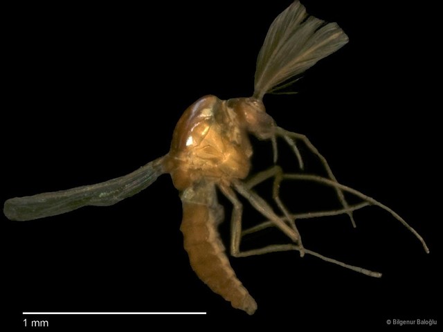 Chironomidae sp. "CL229" • © Bilgenur Baloğlu • All Rights Reserved
