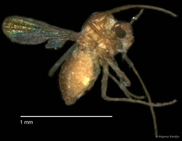 Chironomidae sp. "CL229"