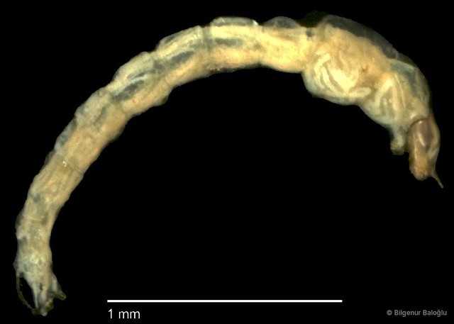 Chironomidae sp. "CL229"