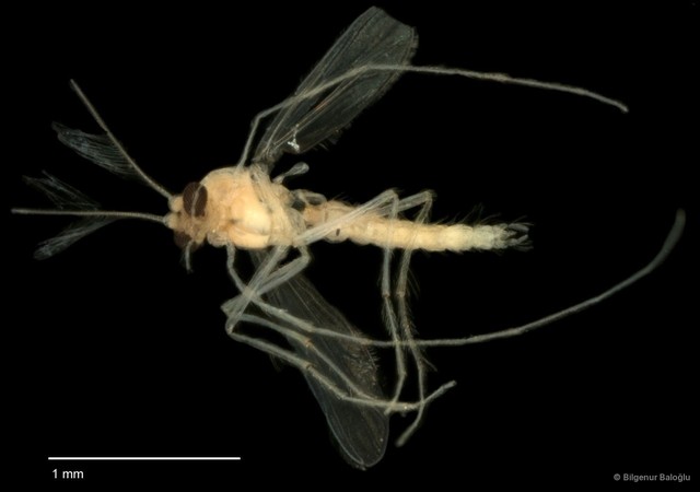 Chironomidae sp. "CL234" • © Bilgenur Baloğlu • All Rights Reserved