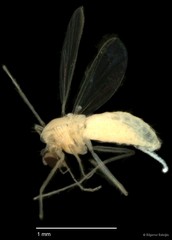 Chironomidae sp. "CL234" • © Bilgenur Baloğlu • All Rights Reserved
