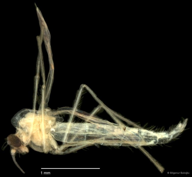Chironomidae sp. "CL237" • © Bilgenur Baloğlu • All Rights Reserved