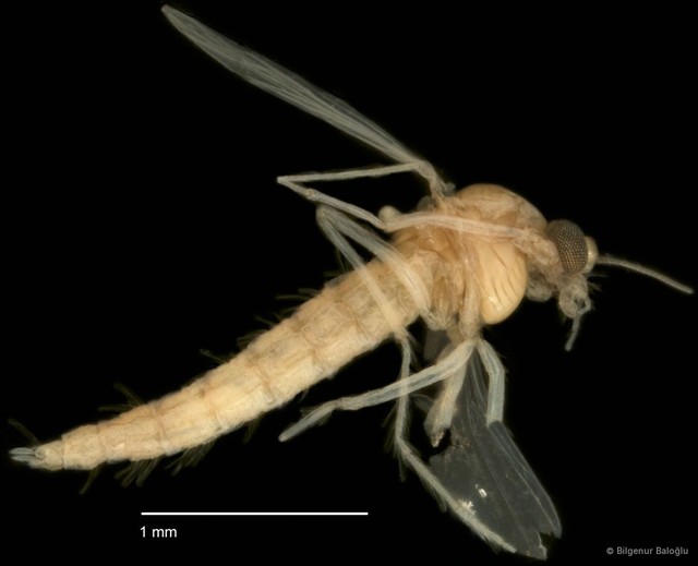 Chironomidae sp. "CL238"