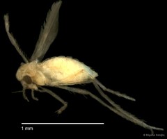 Chironomidae sp. "CL239" • © Bilgenur Baloğlu • All Rights Reserved