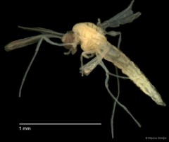 Chironomidae sp. "CL239" • © Bilgenur Baloğlu • All Rights Reserved