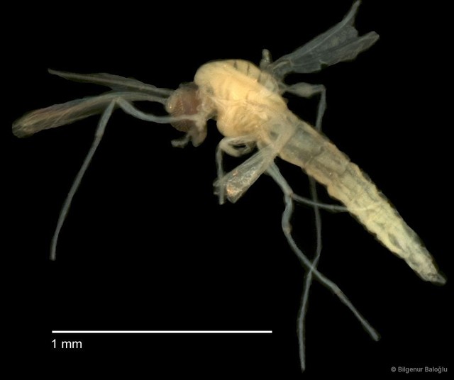 Chironomidae sp. "CL239"