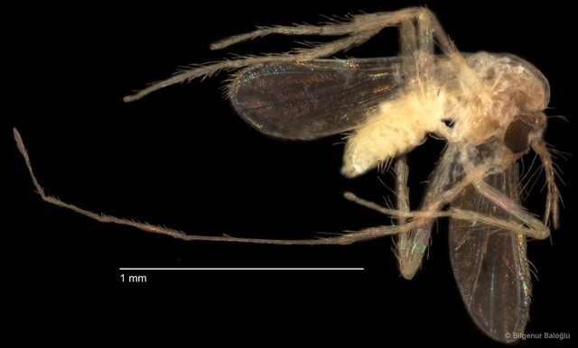 Chironomidae sp. "CL267"