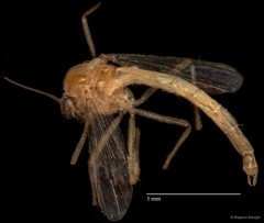 Chironomidae sp. "CL268" • © Bilgenur Baloğlu • All Rights Reserved