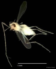 Chironomidae sp. "CL269" • © Bilgenur Baloğlu • All Rights Reserved