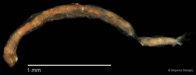 Chironomidae sp. "CL269"