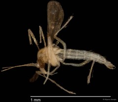 Chironomidae sp. "CL269" • © Bilgenur Baloğlu • All Rights Reserved