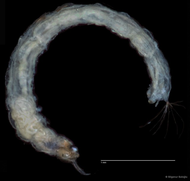 Chironomidae sp. "CL270"