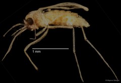 Chironomidae sp. "CL270" • © Bilgenur Baloğlu • All Rights Reserved