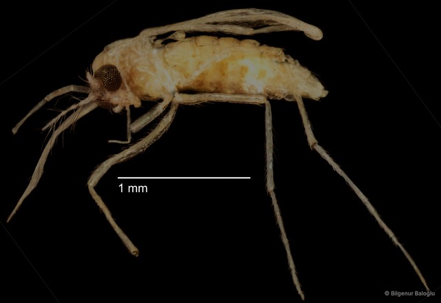 Chironomidae sp. "CL270" • © Bilgenur Baloğlu • All Rights Reserved