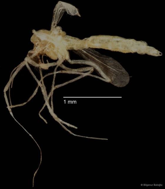 Chironomidae sp. "CL270"
