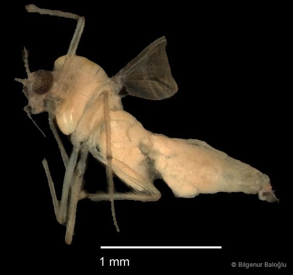 Chironomidae sp. "CL273" • © Bilgenur Baloğlu • All Rights Reserved