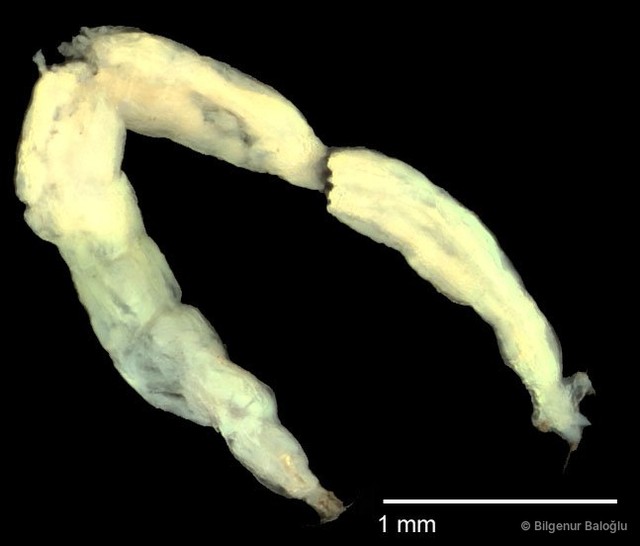 Chironomidae sp. "CL273"