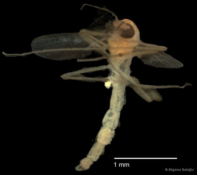 Chironomidae sp. "CL273"