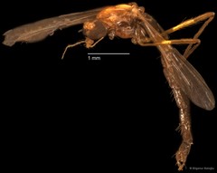 Chironomidae sp. "CL298" • © Bilgenur Baloğlu • All Rights Reserved