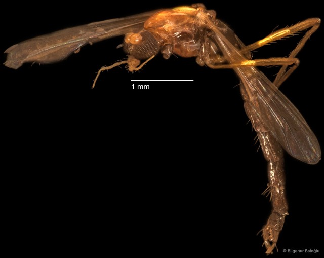 Chironomidae sp. "CL298"