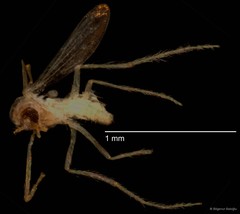 Chironomidae sp. "CL303" • © Bilgenur Baloğlu • All Rights Reserved