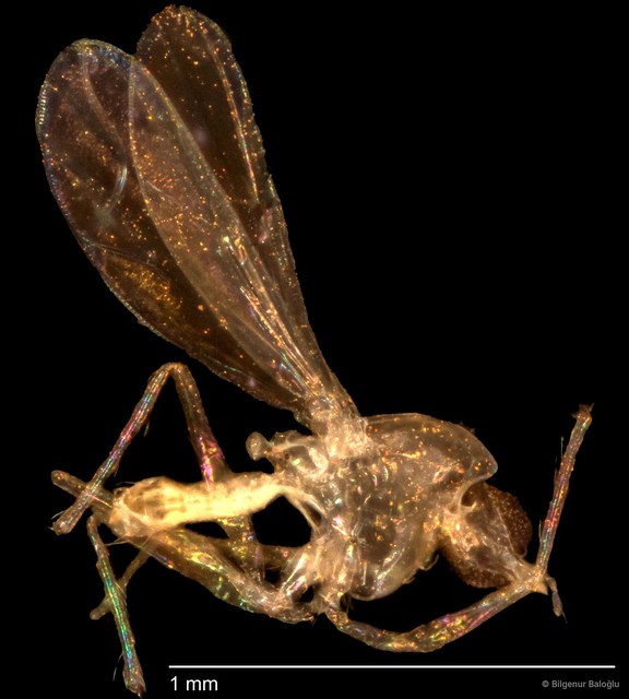 Chironomidae sp. "CL303"