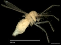 Chironomidae sp. "CL313" • © Bilgenur Baloğlu • All Rights Reserved