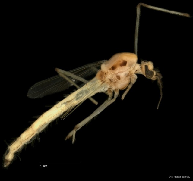 Chironomidae sp. "CL316" • © Bilgenur Baloğlu • All Rights Reserved