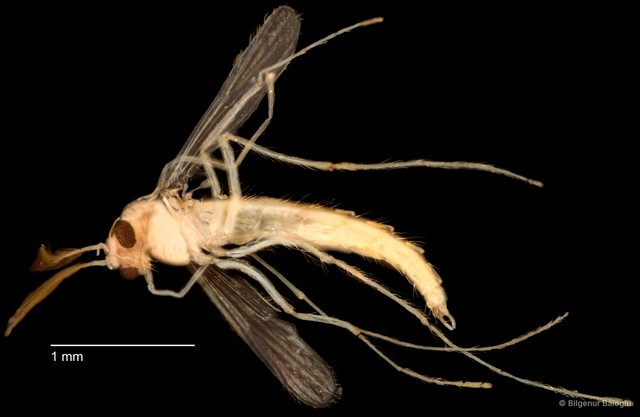 Chironomidae sp. "CL319" • © Bilgenur Baloğlu • All Rights Reserved