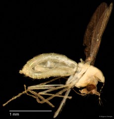 Chironomidae sp. "CL319" • © Bilgenur Baloğlu • All Rights Reserved