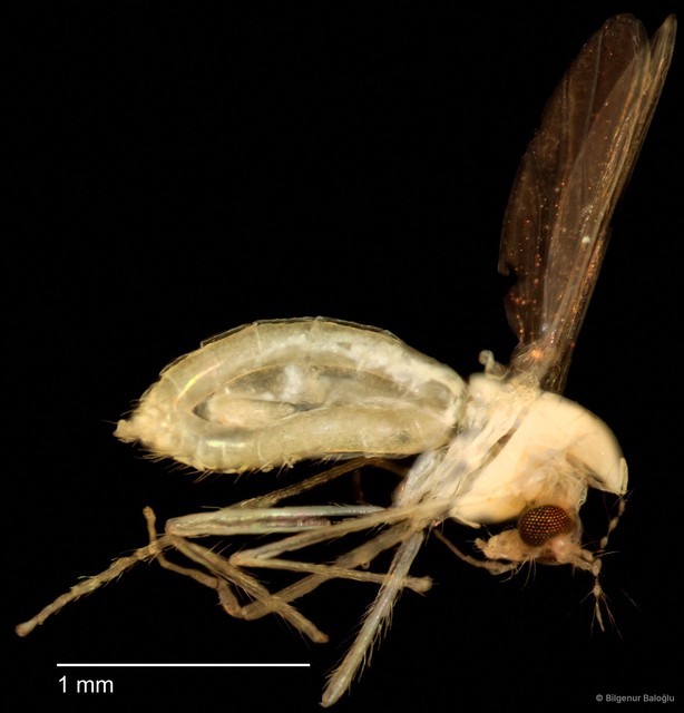 Chironomidae sp. "CL319"