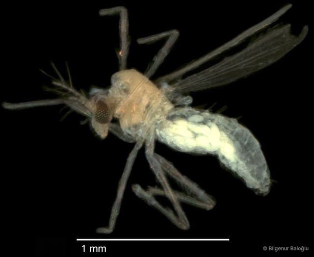 Chironomidae sp. "CL338" • © Bilgenur Baloğlu • All Rights Reserved