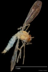 Chironomidae sp. "CL338" • © Bilgenur Baloğlu • All Rights Reserved