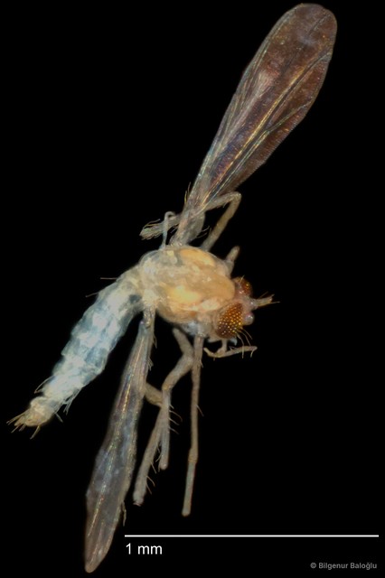 Chironomidae sp. "CL338"