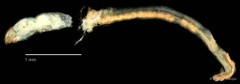 Chironomidae sp. "CL360" • © Bilgenur Baloğlu • All Rights Reserved