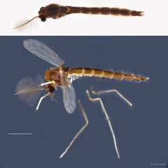 Chironomini sp. "GC88" • © Ang Yuchen • All Rights Reserved