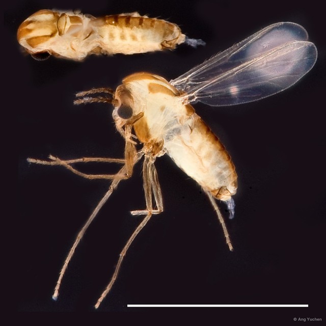 Orthocladiini sp. "GC90" • © Ang Yuchen • All Rights Reserved