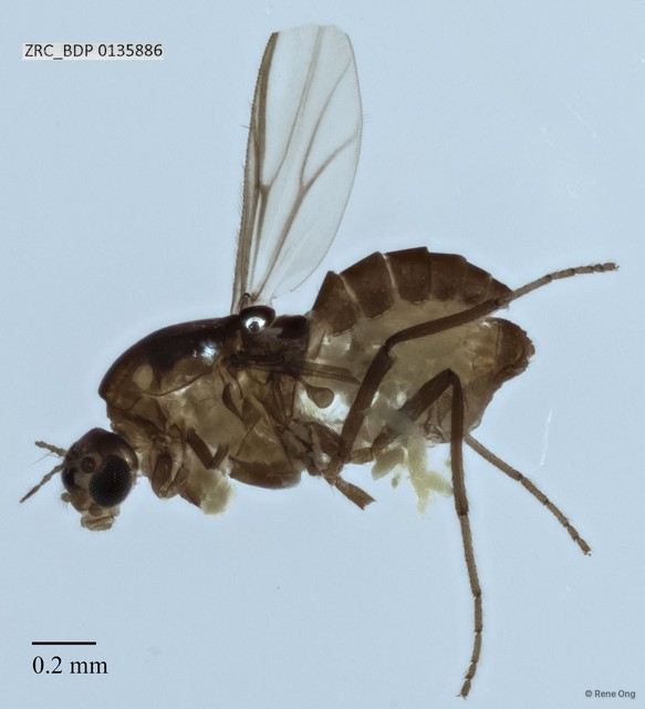 Chironomidae sp. "ZRCBDP0000073" • © Rene Ong • All Rights Reserved