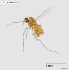 Chironomidae sp. "ZRCBDP0002394" • © Sabrina Tang • All Rights Reserved